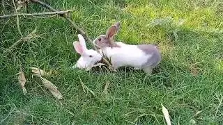 Cute rabbit खरगोश
