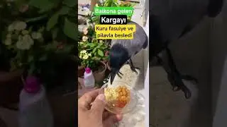 Kargaya ziyafet😅 #shorts #komikvideolar #karga #birds #kuş #keşfet #tiktok #viral #youtubeshorts #ai