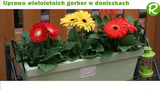 Uprawa wieloletnich gerber w doniczkach