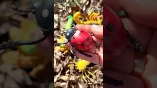 Learn Bug Name in the Forest for Babies Kids Toddlers!
