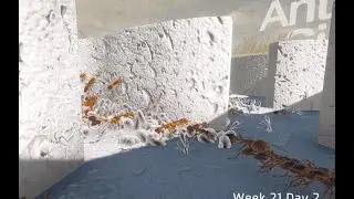 Ant keeping Simulator and my colony NEEDS TOO MUCH FOOD