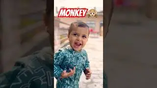 Funny #funny #monkey #animals #sorts #comedy #cute #money #fy #viralvideo #shortvideo #trending #yt