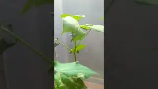 Insects on Cotton plant #cotton #pests #pakagrin #labwork