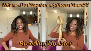 BREEDING PLANS 2021 | BALL PYTHON BREEDING | PRECIOUS PYTHONS
