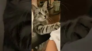 She Wants Attention 😻
