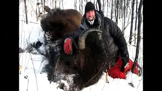 Экстремальная охота на аляскинского бизона