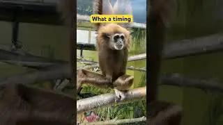 Monkey in Zoo #monkey #youtubeshorts #zoo #canada #shortsvideo #love #camera #travel