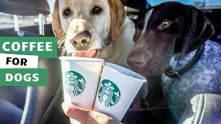 Dog Starbucks! Puppuccino