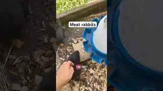 Raising meat, rabbits