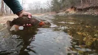 Fly Fishing for Rainbow & Brown Trout in Missouri - Late Fall 2021