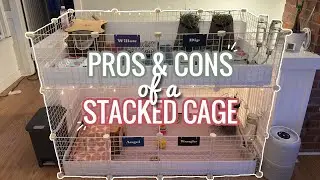 Pros & Cons of A Stacked Guinea Pig Cage