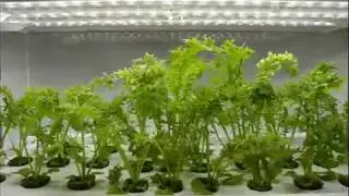 Hydroponika i sałata Frizzy Joe. Zobacz jak sałata rośnie w szklarni Green Farm.