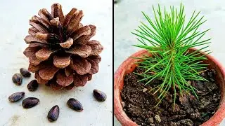 Best Method To Grow Pine Tree From Seed | How To Grow Pine Tree From Seed