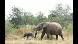 Kruger National Park Elephants tested for TB