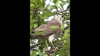 SHIKRA