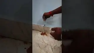 Termite Problem Solved by Drill Method | Anti-Termite Treatment | Perfect Pest Control 🛡️