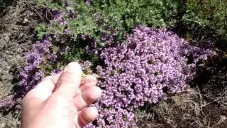 Крымские растения...Тимьян (Чабрец)Thymus serpyllum