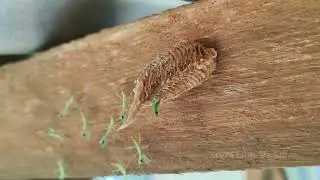 Praying Mantis Egg Case Hatch #prayingmantis #farm