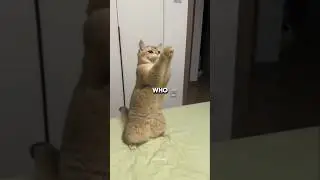 The Creepy Truth About Cats 😱🐱  #cat #catshorts