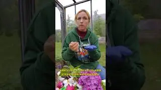 Самый опасный вредитель сада и огорода! Три способа избавиться от хруща