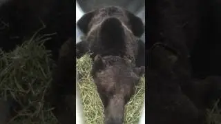 Bear snoring