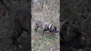 Hunting w/ my guard dog!