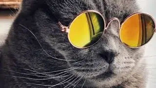 🐱best cat video 2023 ! funny animal video 😂  #catoftheda #videooftheday  #youtube