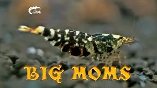 TaiTibee | Three Big Moms | Krewetkarium | Garnelen