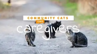 Community Cats: the animal protectors