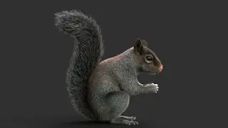 Gray squirrel Maya Xgen Turntable | CG Creature artist #stynsour