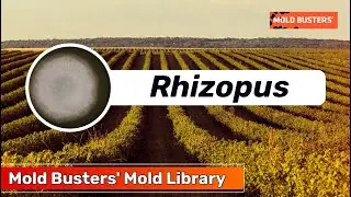 Rhizopus Revealed: The Dual Nature of the Mold Among Us