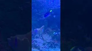 Assorted Tang (Ripley's Aquarium Toronto) - Mellow Acoustic & Relaxing Music