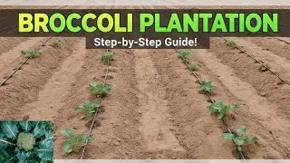 Broccoli Plantation on Beds with Drip &ndash; Modern Farming!#broccoli#exoticvegetables#farming#wintercrop
