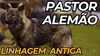 Pastor Alemão de linhagem antiga
