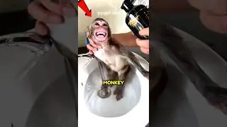 Cutest Monkey Mood Swings Ever 🐒💕