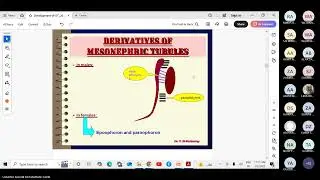 The development of the urinary system Dr. Shabina Anjum