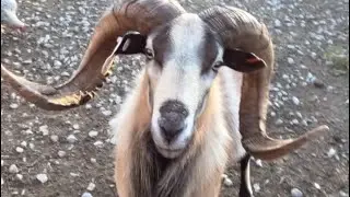 Raising blackbelly sheep