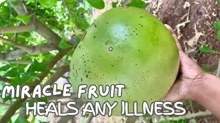 Calabash Miracle Fruit Heals Illness | Benefits of Miracle Fruit Juice | Miracle Fruit Leaves Tea