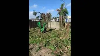 Conifer Removal & chipping on site with Hansa c16c @thesornchainsawguy