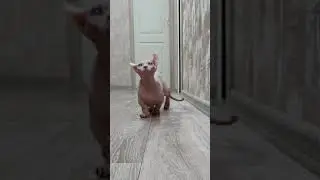 котенок породы двельф.