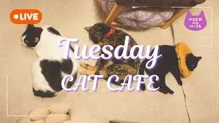 【作業用BGM】猫カフェの夜をのぞき見ライブ ☕Relaxing Music & Cats｜2026.1.20