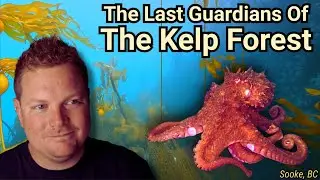 How Giant Pacific Octopus Are Saving Our Kelp Forests
