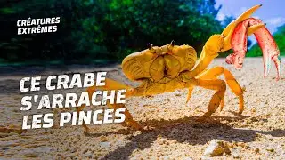 Quand les crabes perdent leurs membres