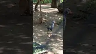 Philippine Swamphen Bird🦅 #swamphen #bird #animals #ytshorts #viral