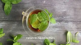 Mint is an herbaceous plant with a pleasant refreshing aroma and flavor. It is often used in cooking