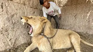 Mini Zoo may Big Lion aa gaya | Finally Big Lion lay aay