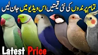 birds latest price update | love birds price update | ringneck parrot price update | finches price
