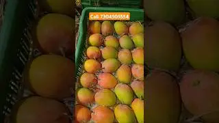 Ratnagiri Alphonso Mango Special Lot #alphansomango #yuvakisan