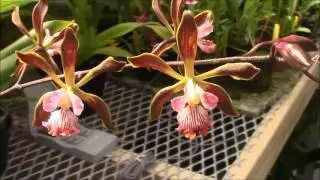 June 2016 Greenhouse Update