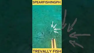 SPEARFISHINGPH, HUNT FOR TREVALLY FISH, #shorts #spearfishingph #pana #swasinexplorer